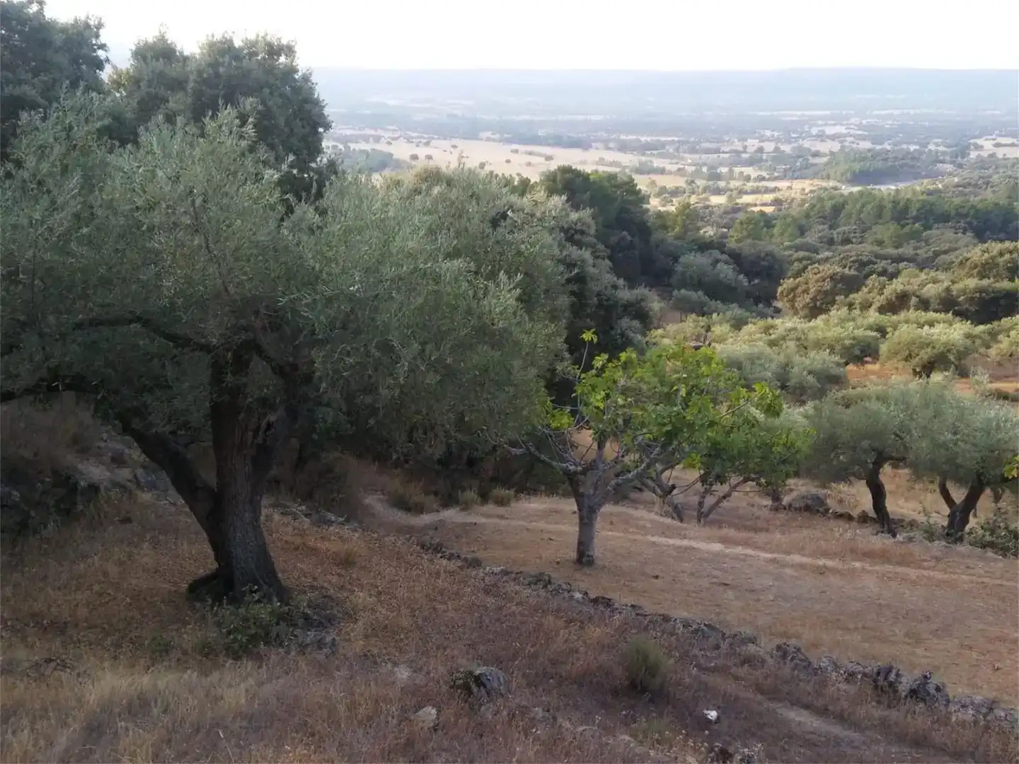 Terreno en venta en Pedro Bernardo