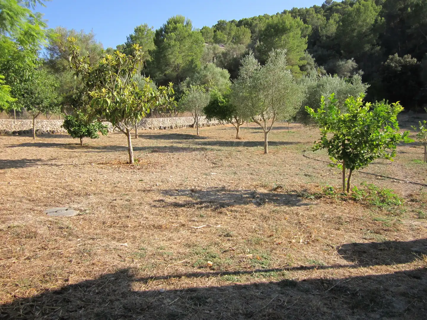 Finca rústica en venta en Santa Eugènia