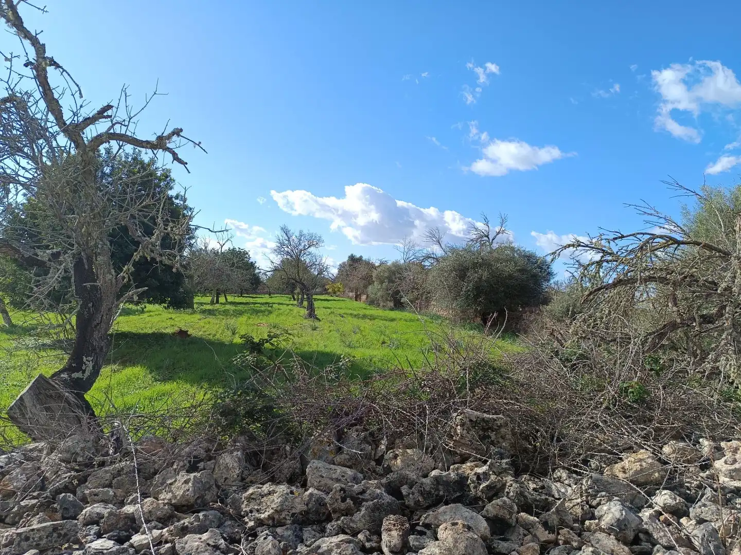 Terreno rustico in vendita a Camino Camí des Rafalet, imagen 2