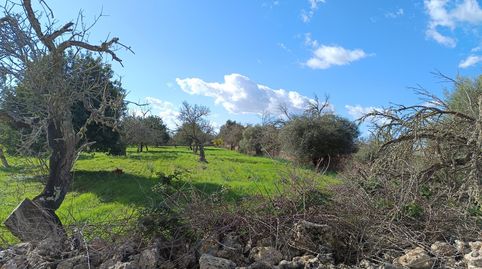 FINCA RUSTICA EN COSTITX, immagine 2
