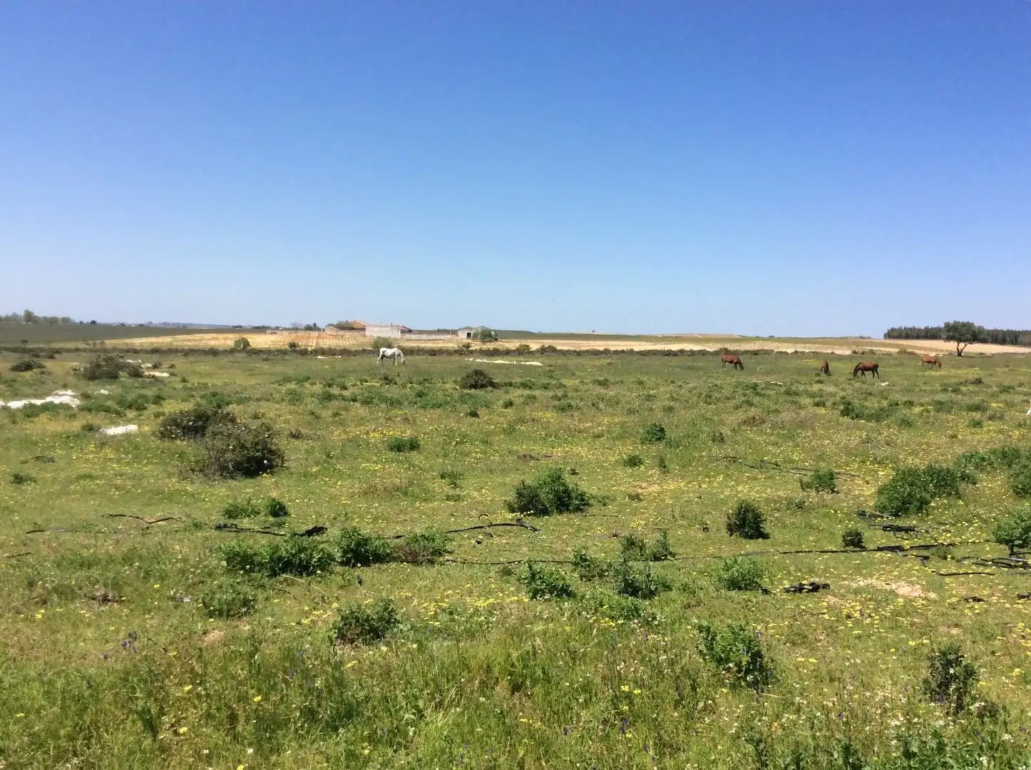 Land for sale in Almonte