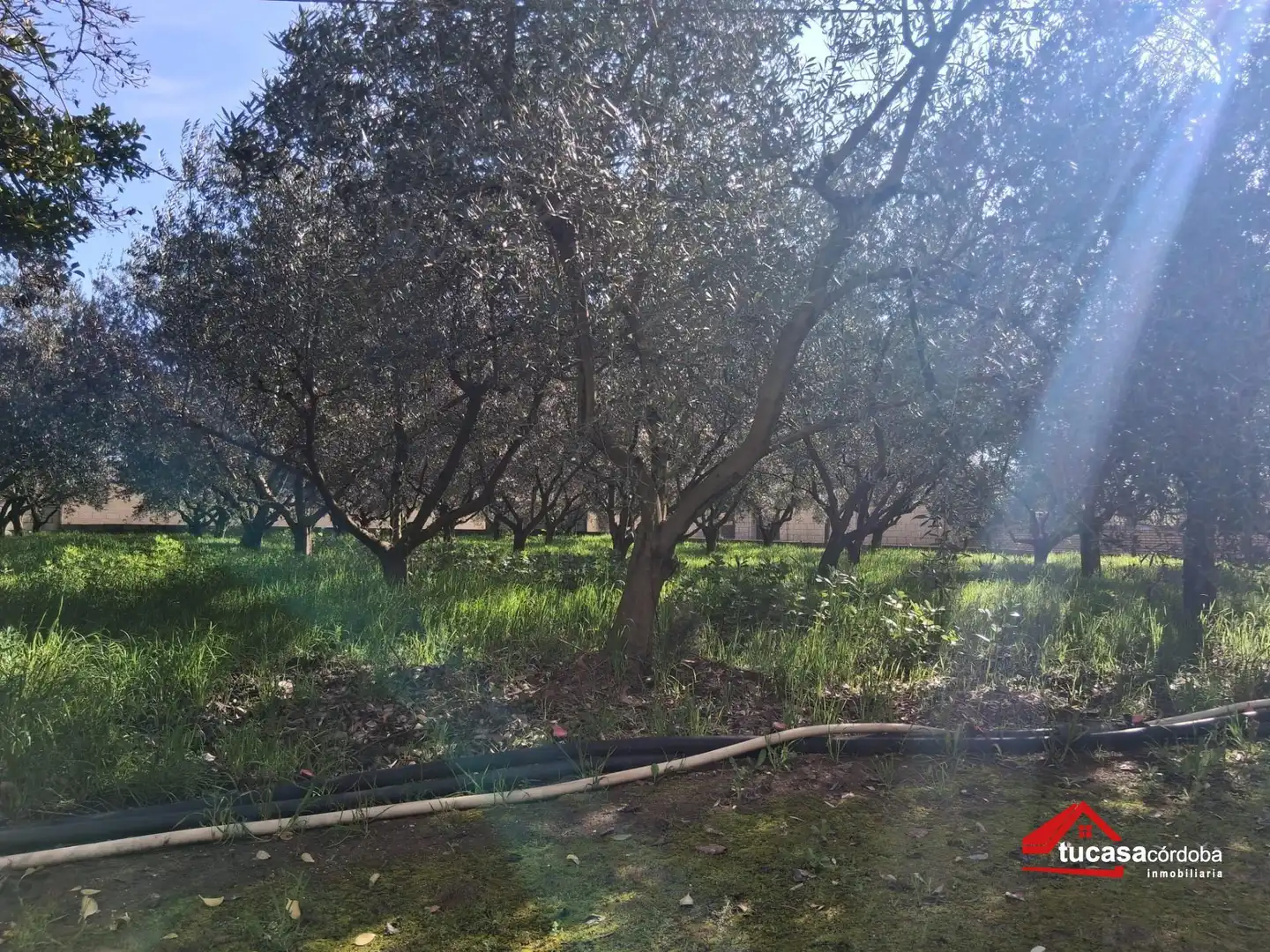 Jardí de Finca rústica en venda en Córdoba