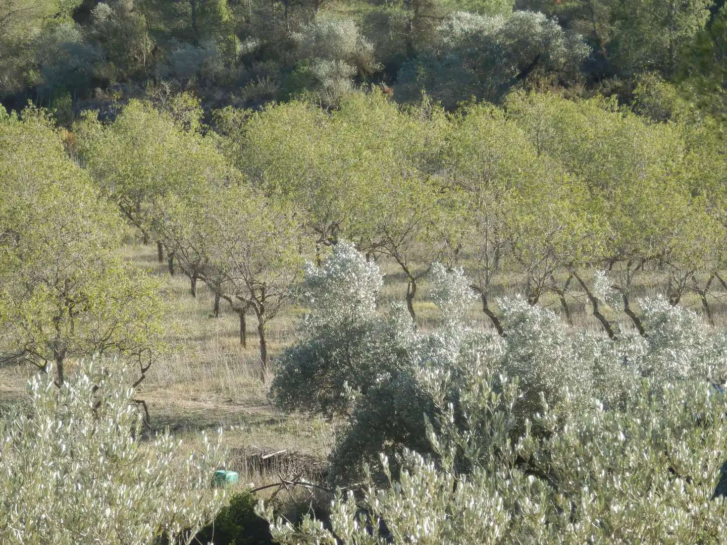 Terreno rustico in vendita a Miravet, imagen 3