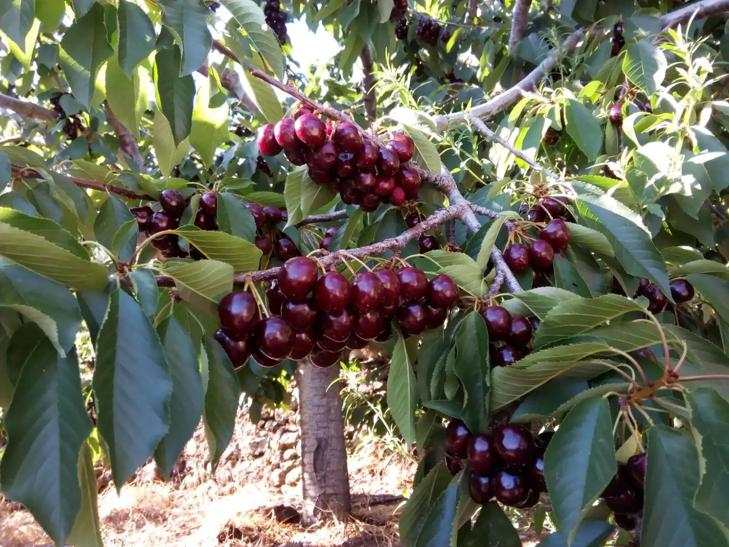 Jardí de Casa o xalet en venda en Navaconcejo amb Aire condicionat, Calefacció i Forn
