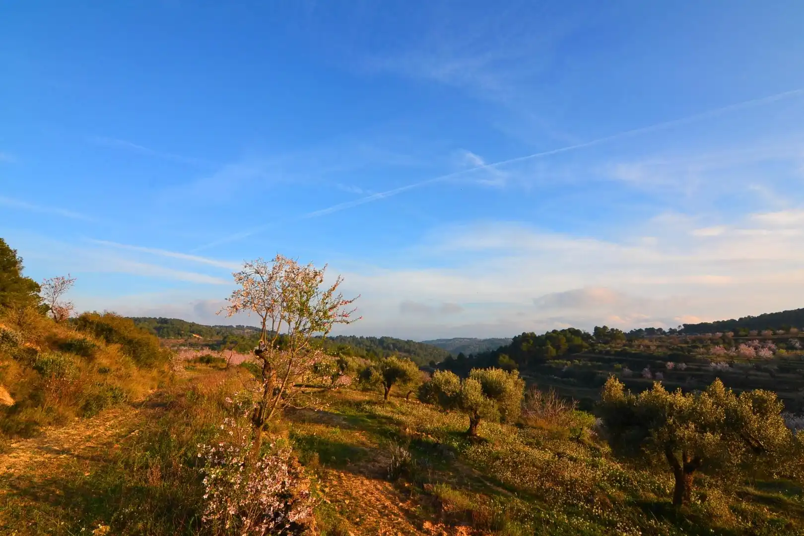 Rural land for sale in Corbera d'Ebre, imagen 68