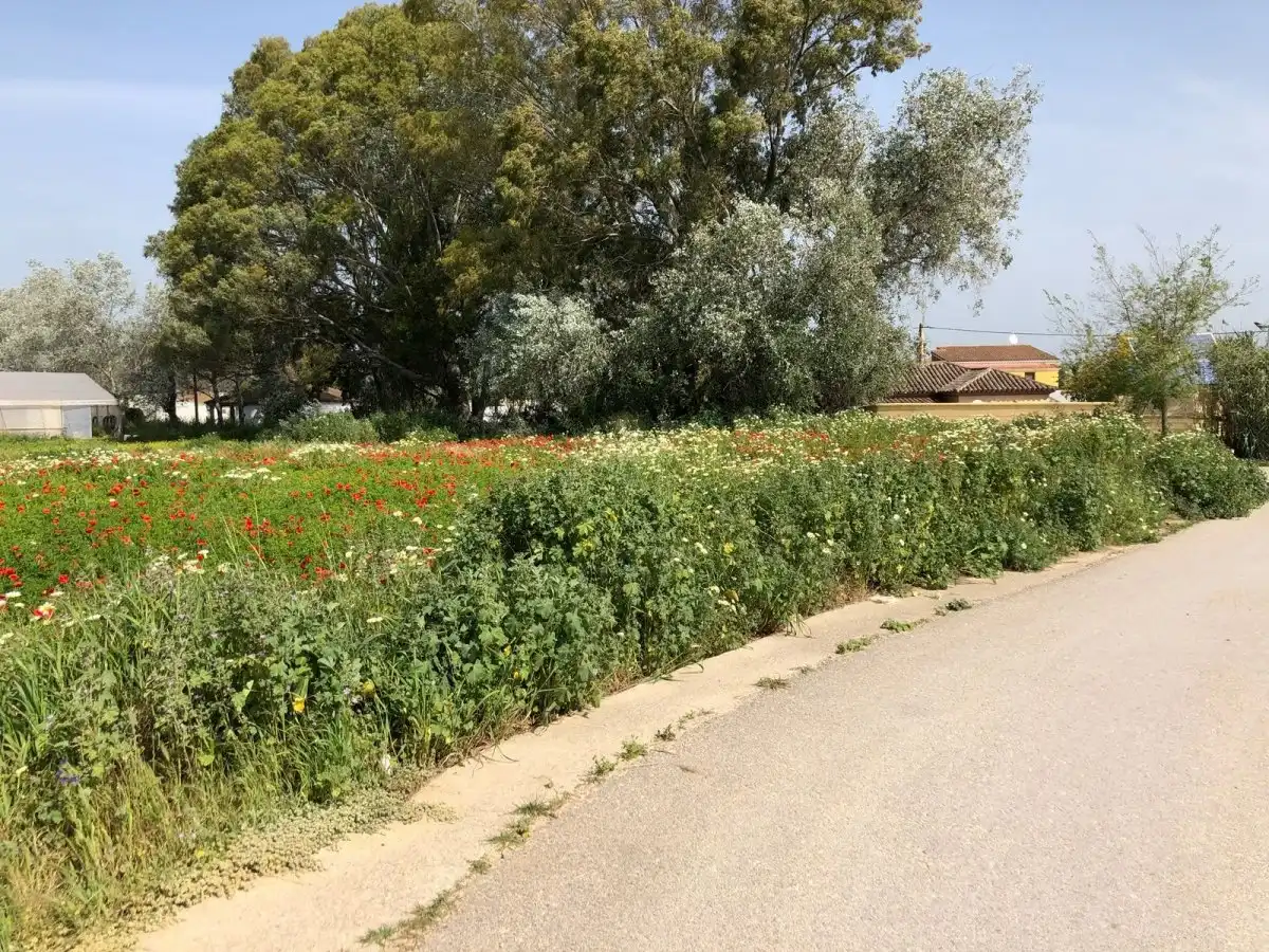 Terreni e lotti in vendita a Barbate ciudad, imagen 20