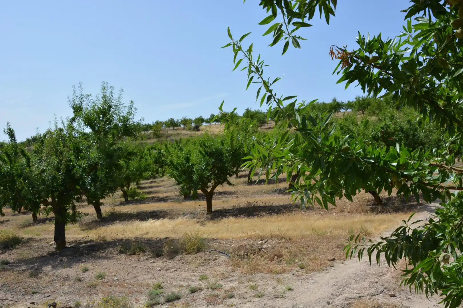 Land for sale in Padul