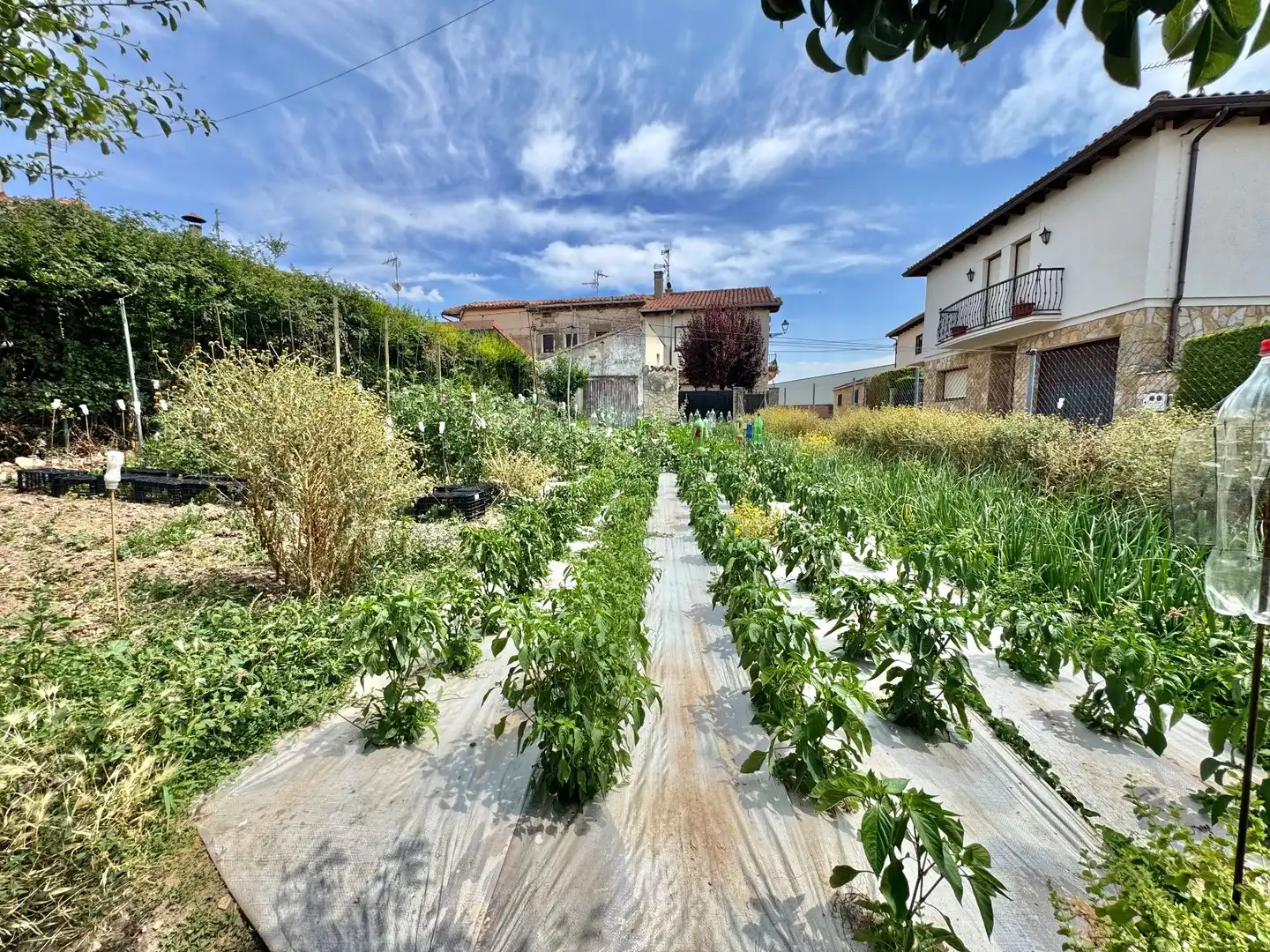 Jardí de Casa o xalet en venda en San Torcuato amb Calefacció i Jardí privat
