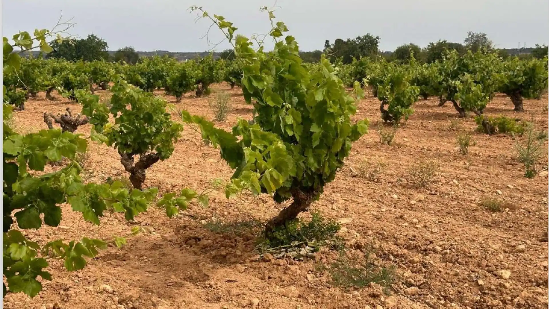 Residencial en venta en Polígono 20. Parcela, Utiel