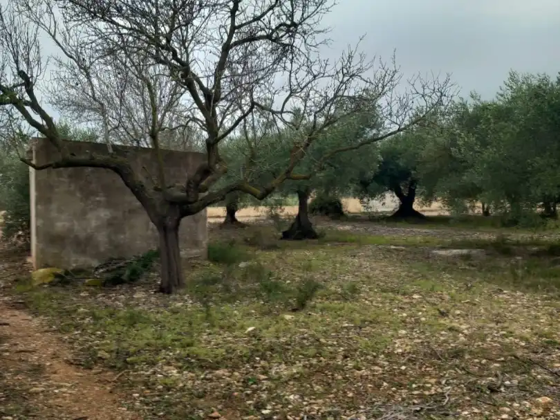 Rural land for sale in Partida pins 1, imagen 3