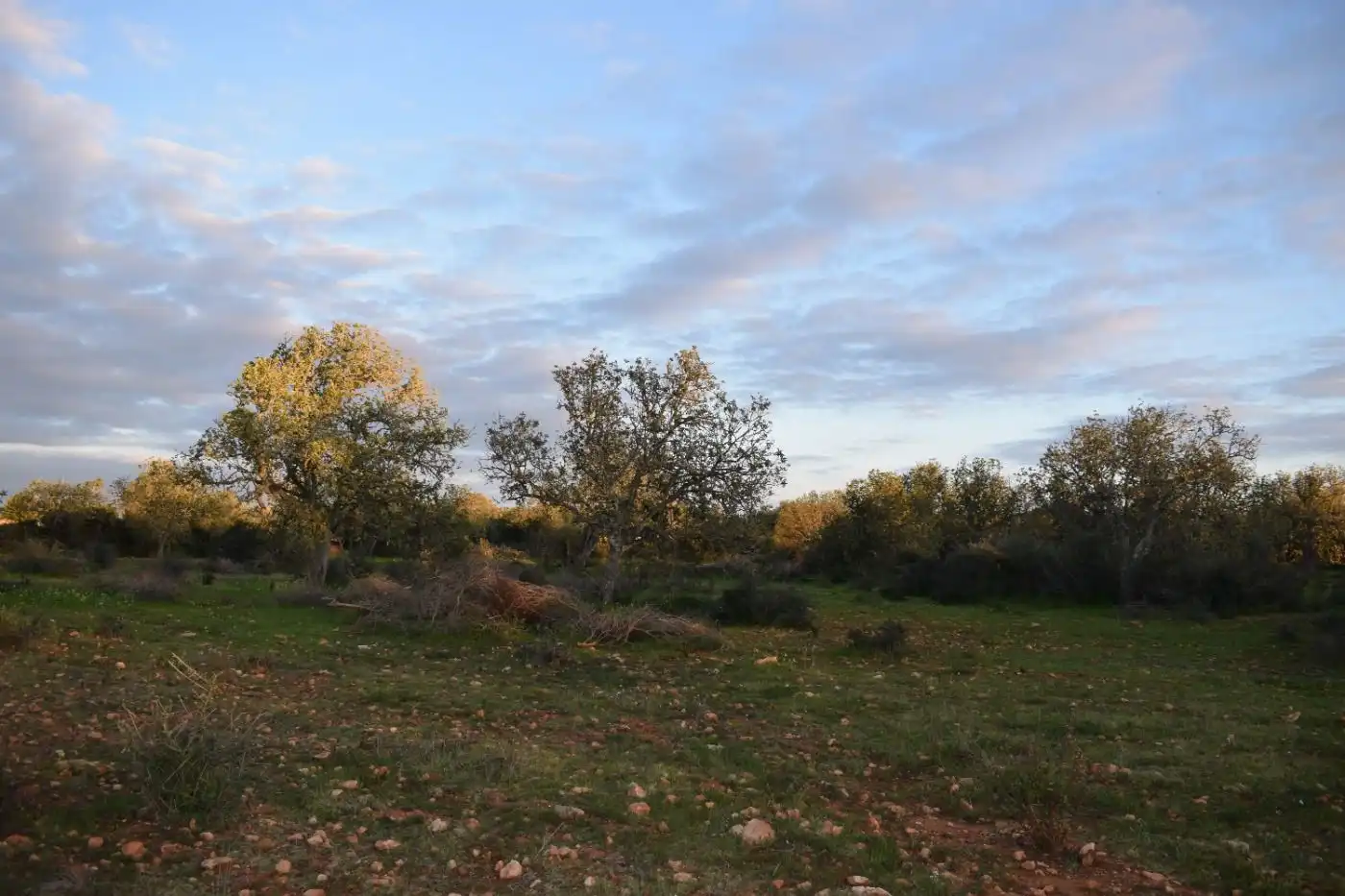 Terreno rústico en venta en Porreres, imagen 15
