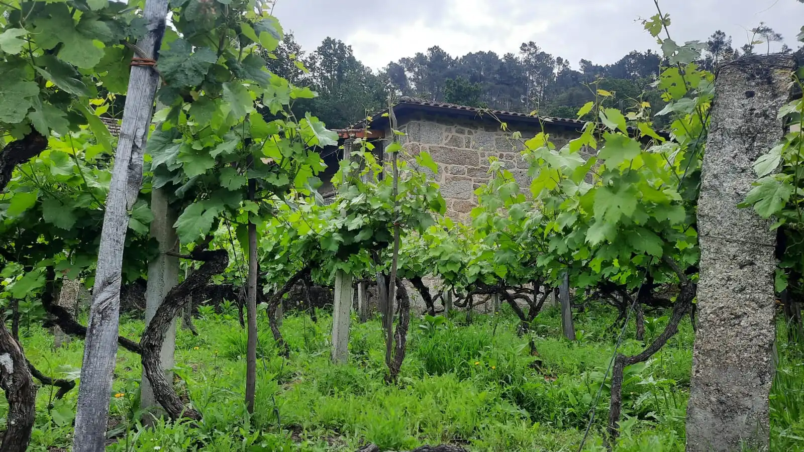 Jardín de Casa adosada en venta en A Arnoia con Terraza, Trastero y Horno