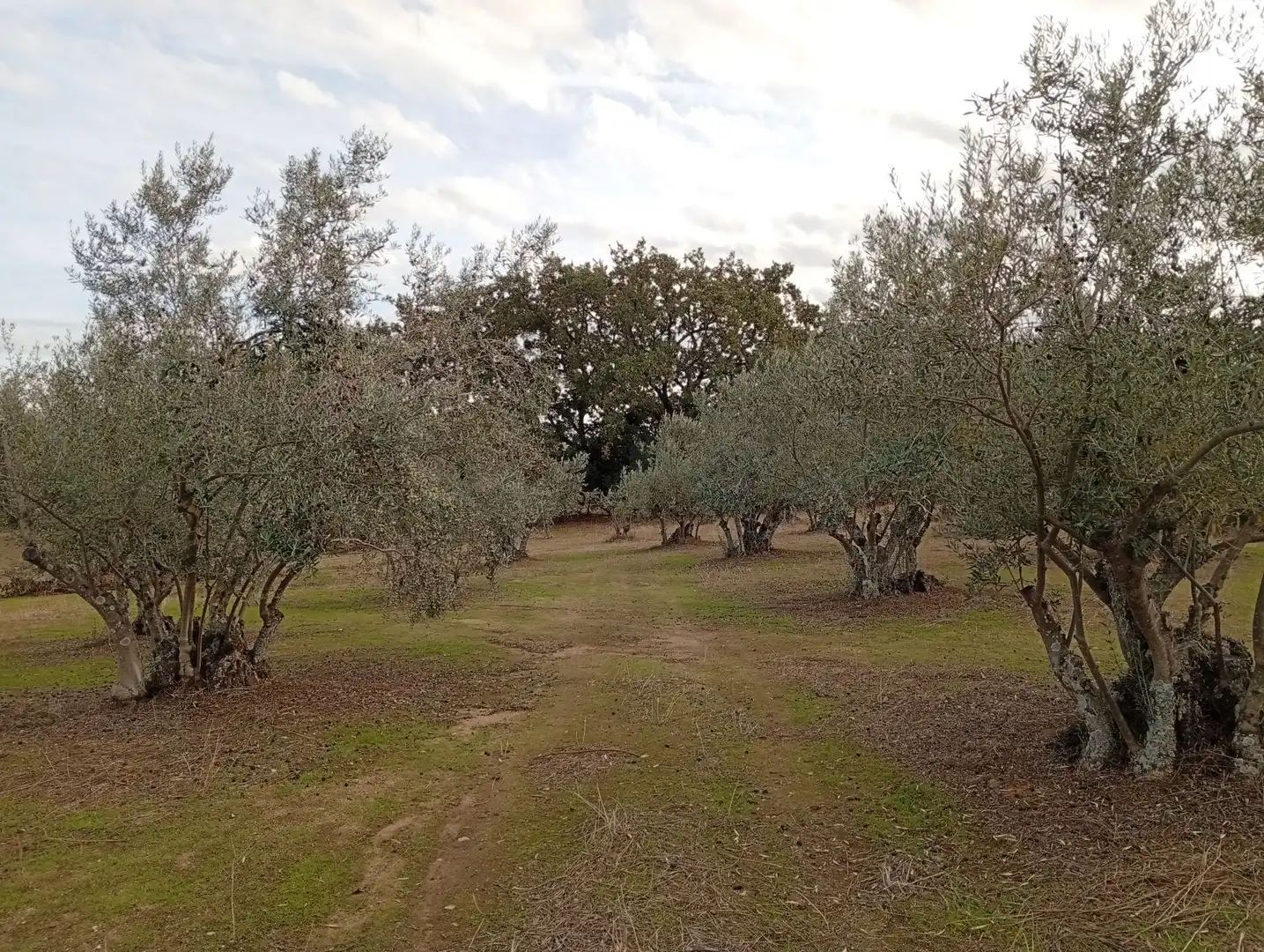 Terreni e lotti in vendita a Villanueva de la Vera, imagen 25