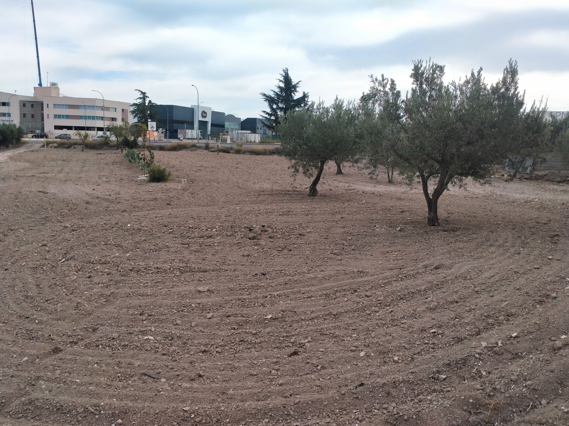 Land for sale in Bullas
