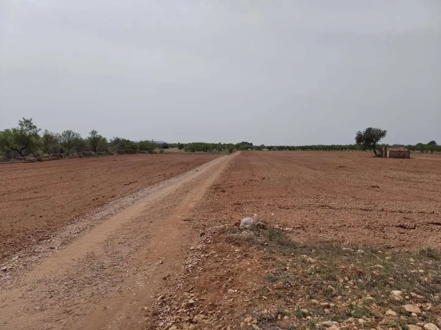 Terrenys i solars en venda a Benlloc, imagen 3