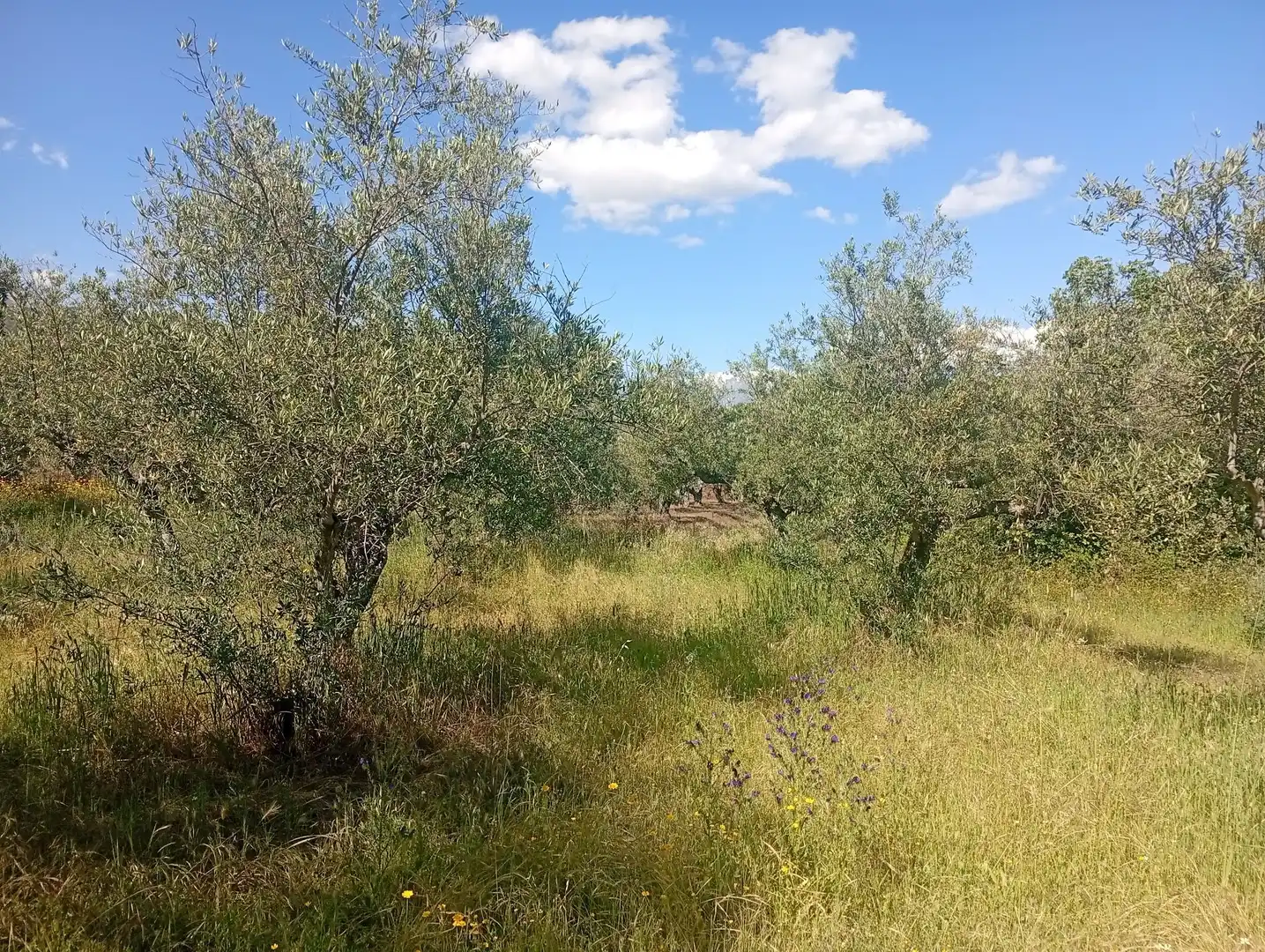 Maison à vendre à Villanueva de la Vera, imagen 48