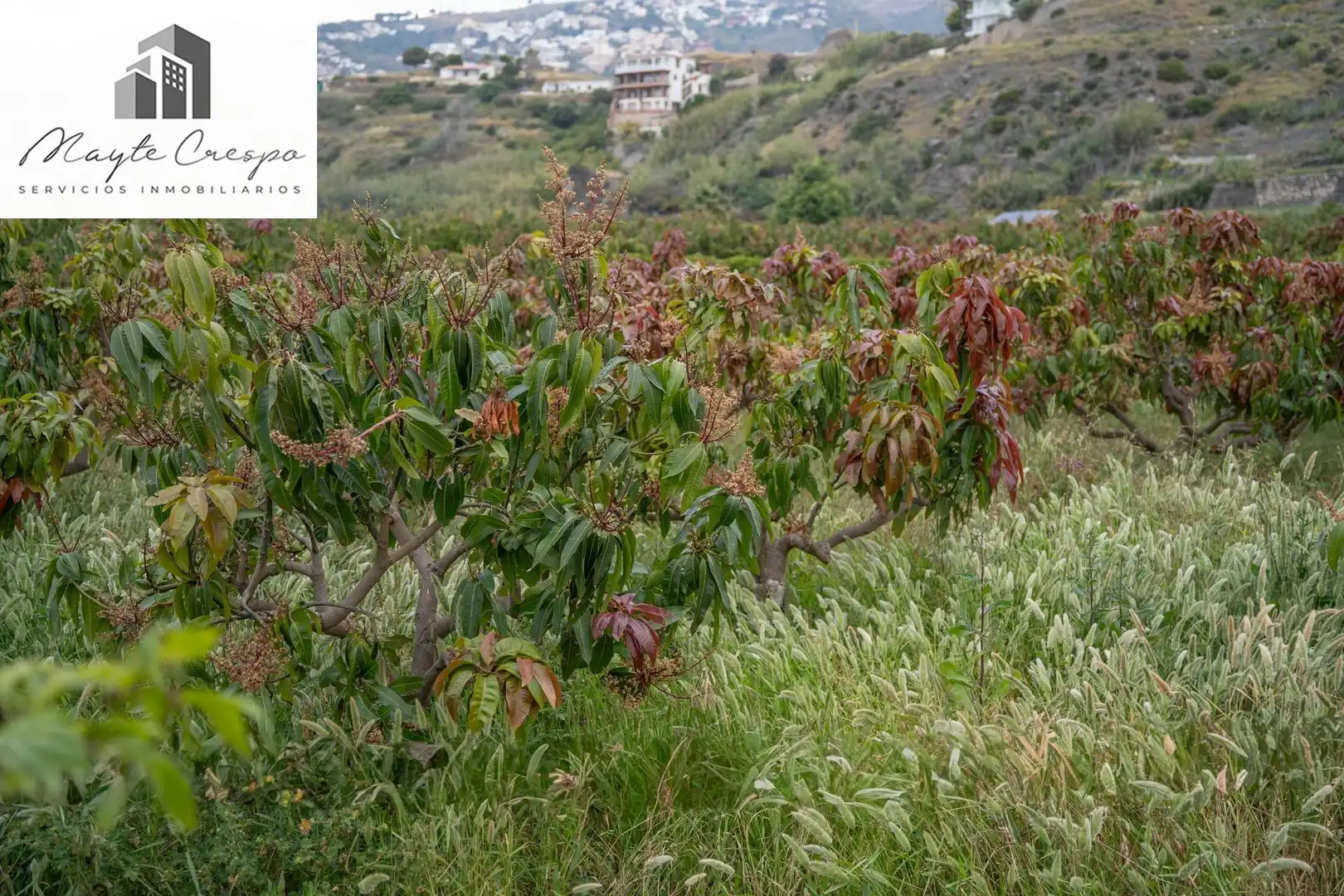Terreni e lotti in vendita a CARRETERA MALAGA (CAL) 74, imagen 19