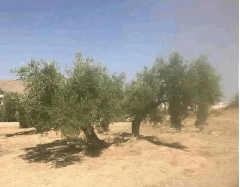 Terreni e lotti in vendita a Alcantarilla - La Glorieta, imagen 8