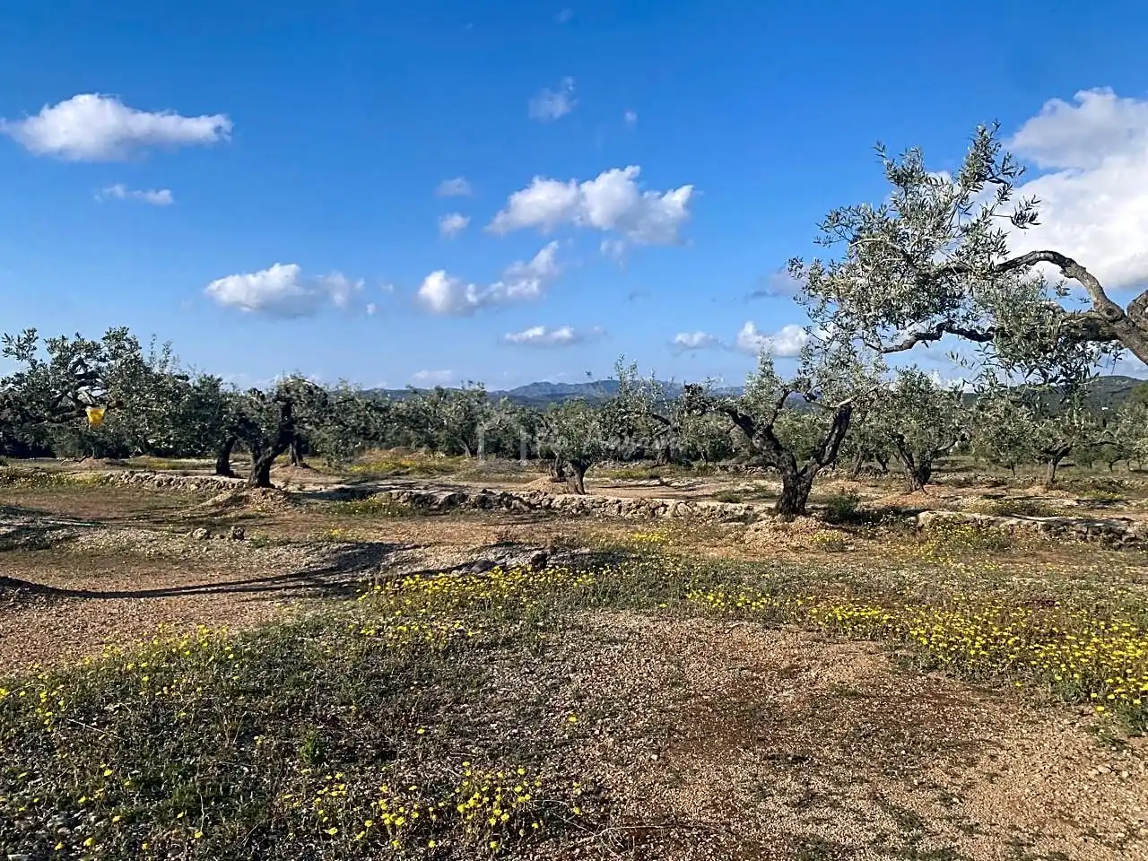 Terreno rustico in vendita a Burgà, imagen 10