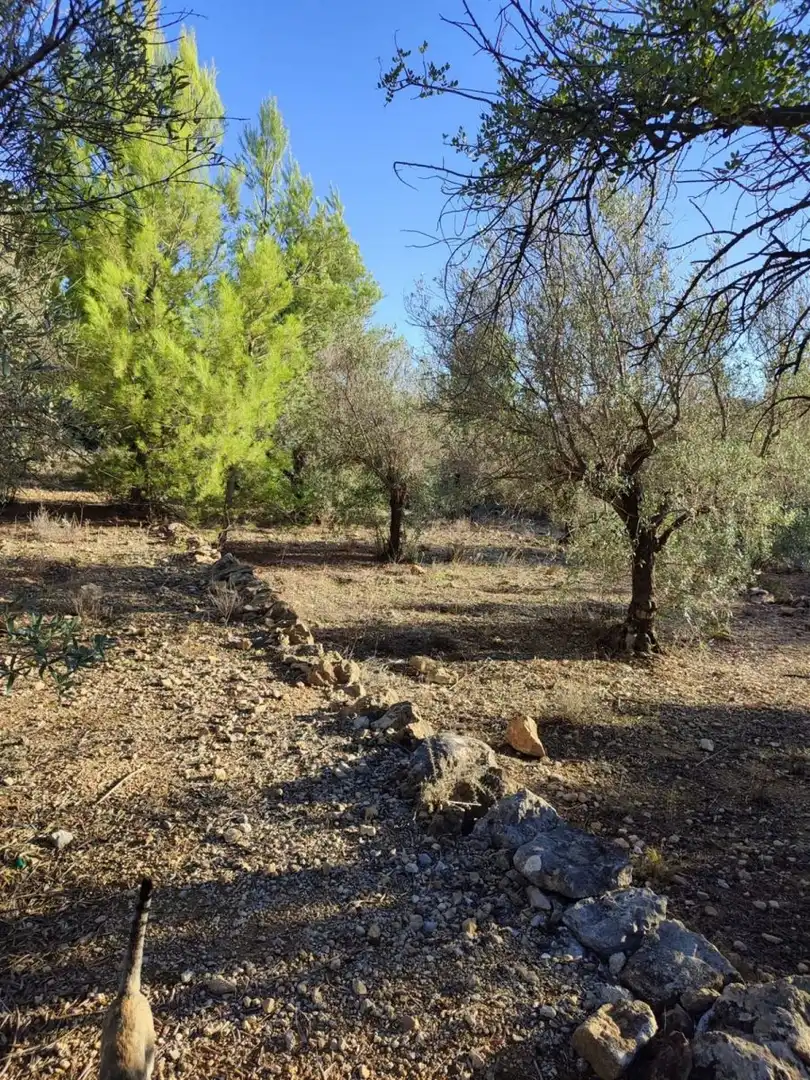 Terreny rústic en venda a Beniarbeig, imagen 2