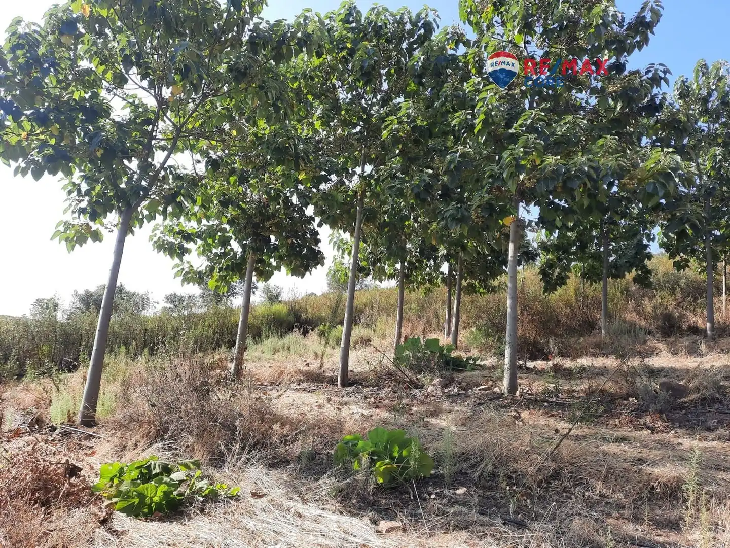 Terreni e lotti in vendita a Alburquerque, imagen 47