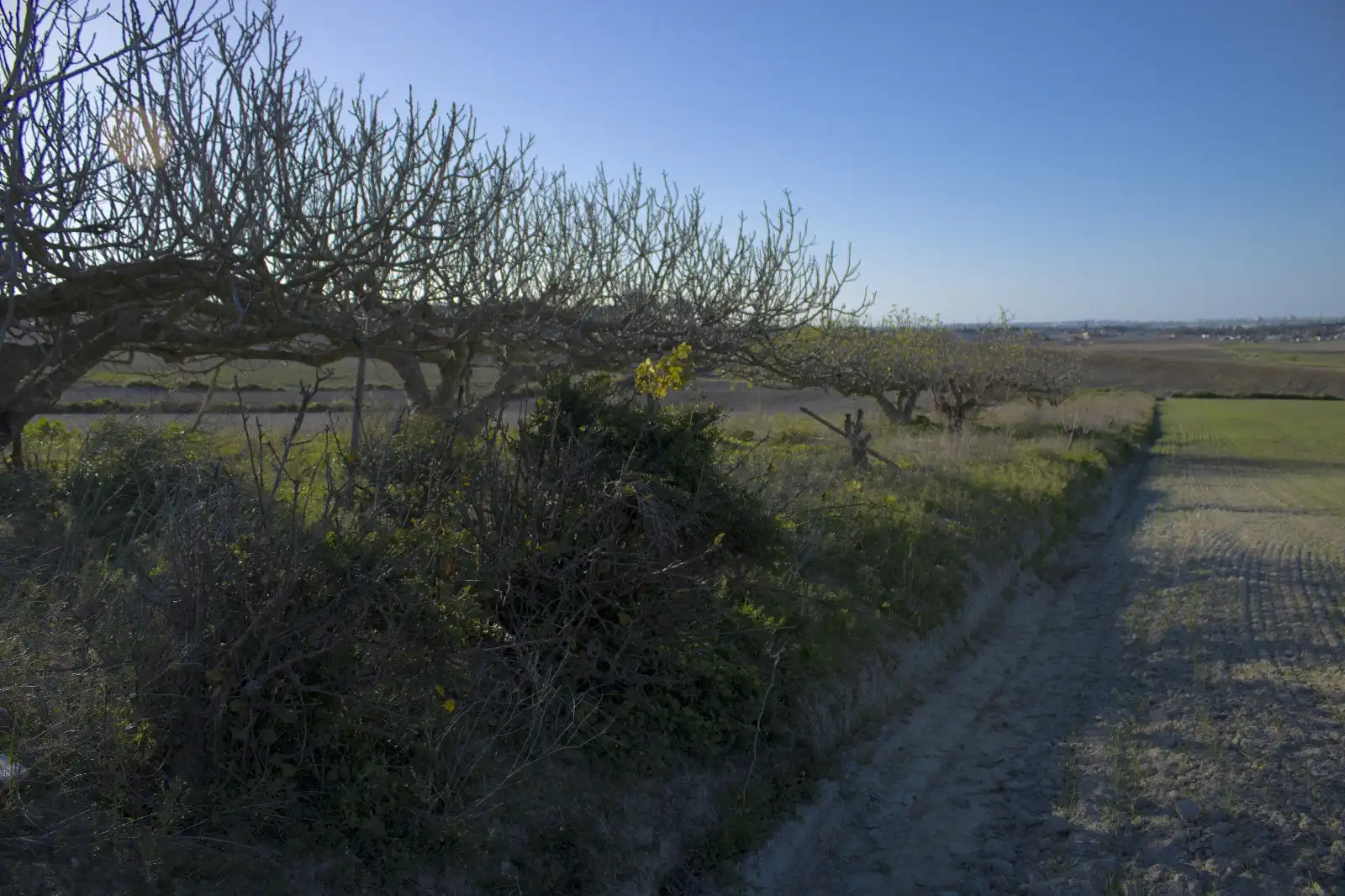 Rural land for sale in Los Franceses – La Vega, imagen 6