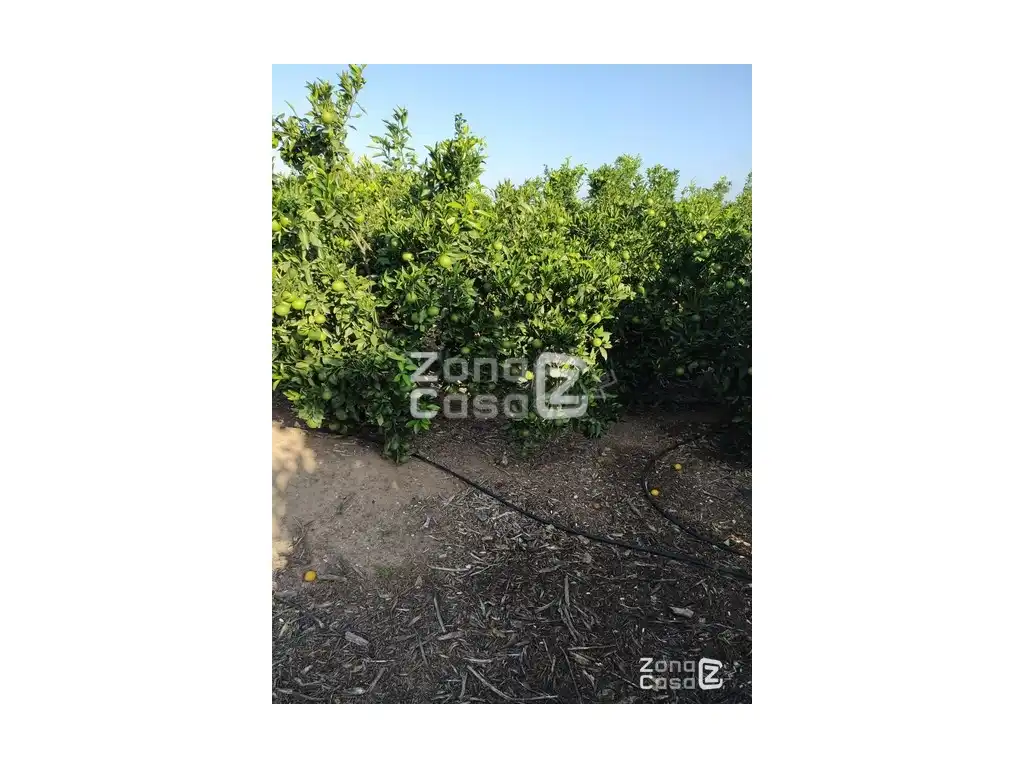 Country house for sale in Algemesí