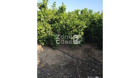 Finca Rustica  Venta Algemesí