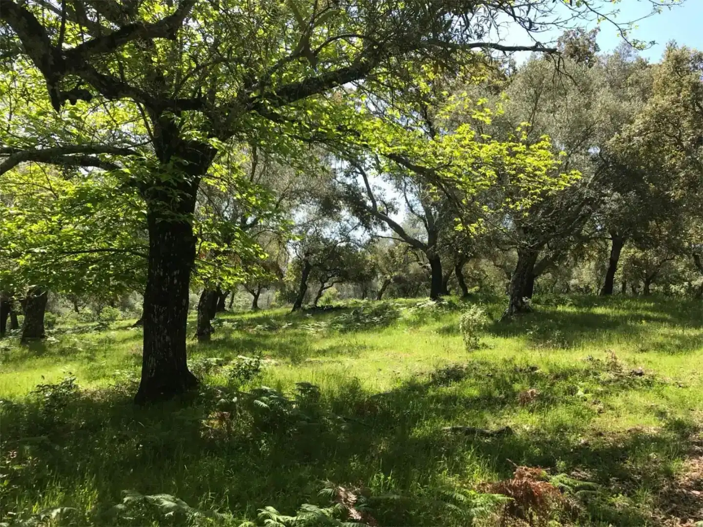 Terreno en venta en Calera de León