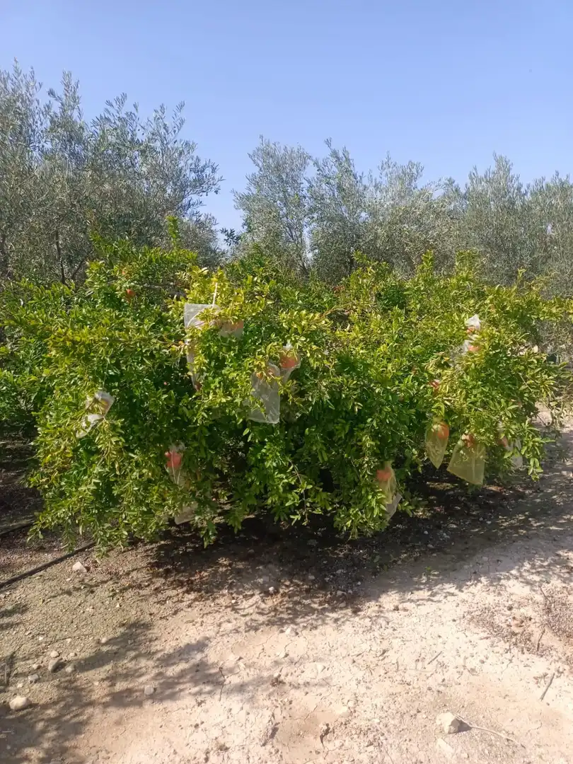Garden of Houses for sale in Molina de Segura