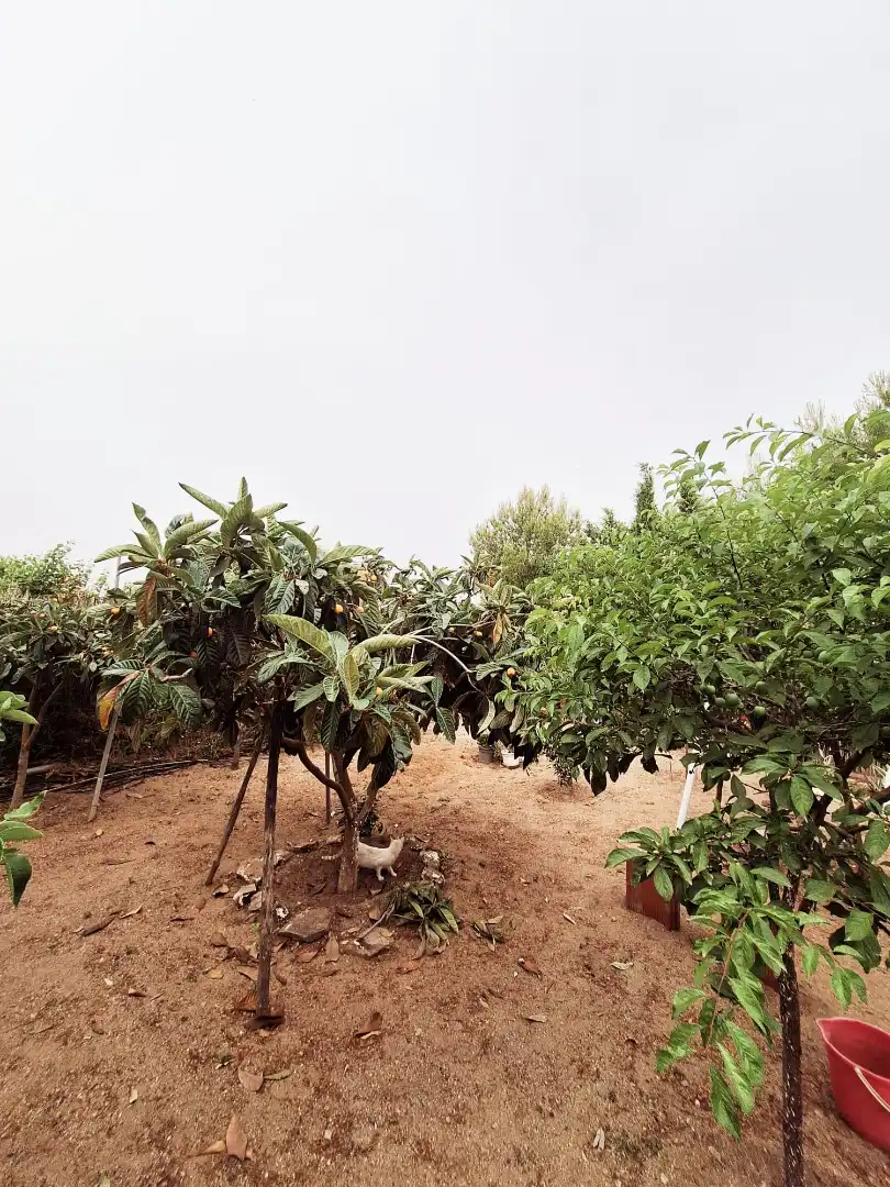 Rural land for sale in Belicena, imagen 14