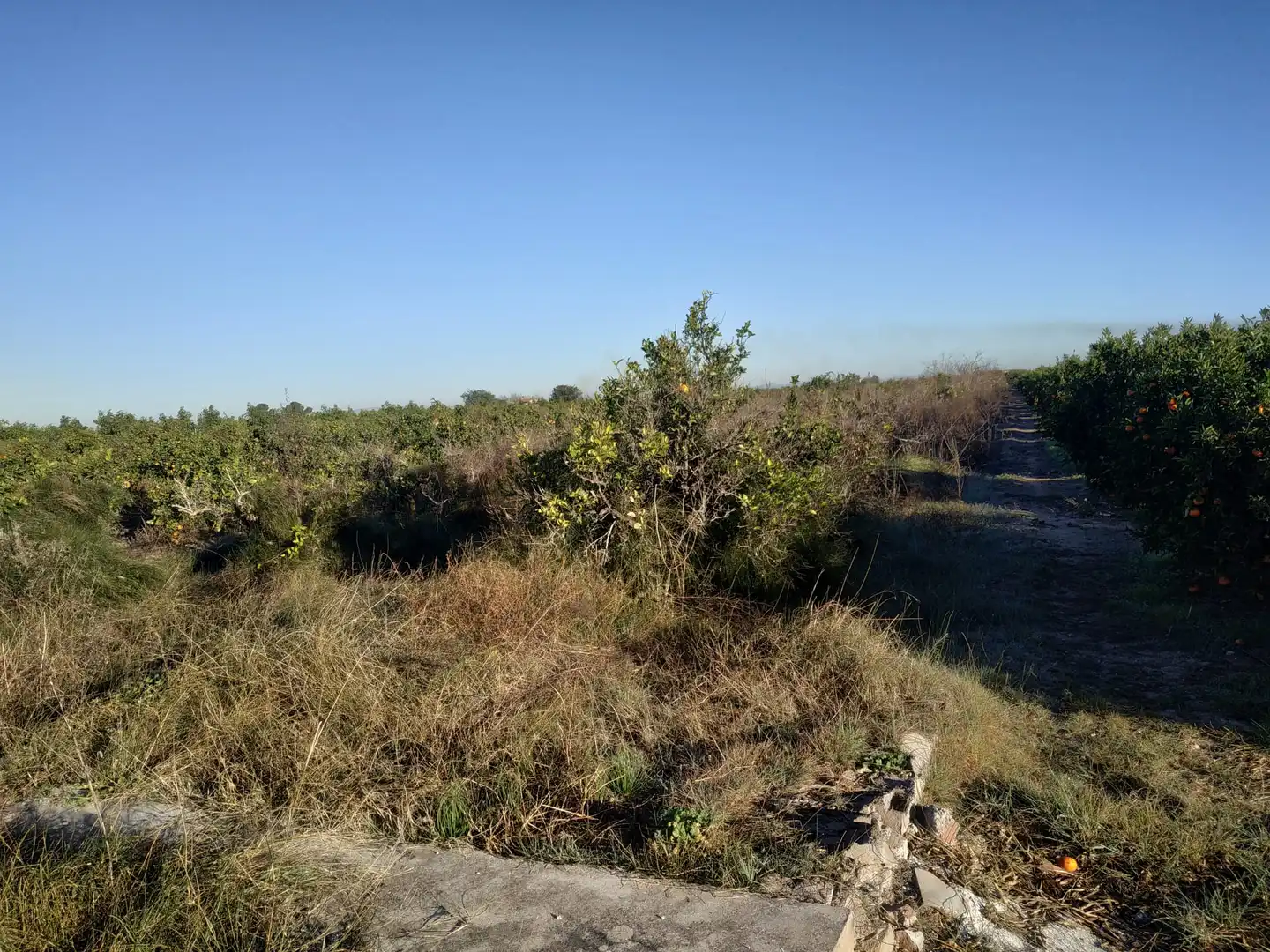 Land for sale in Polígono Número 18, 4, Albalat de la Ribera