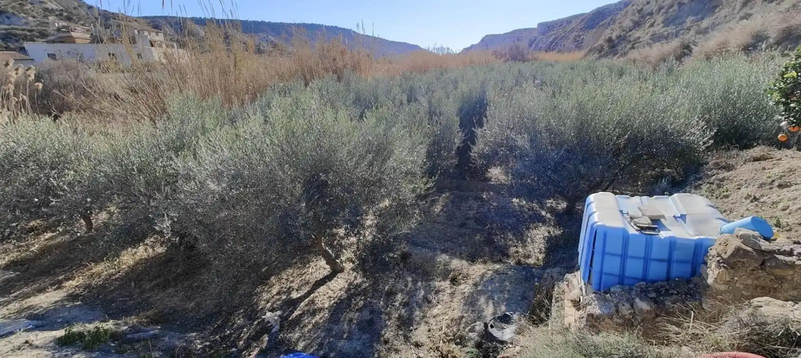 Lands and plots for sale in Mula, imagen 7