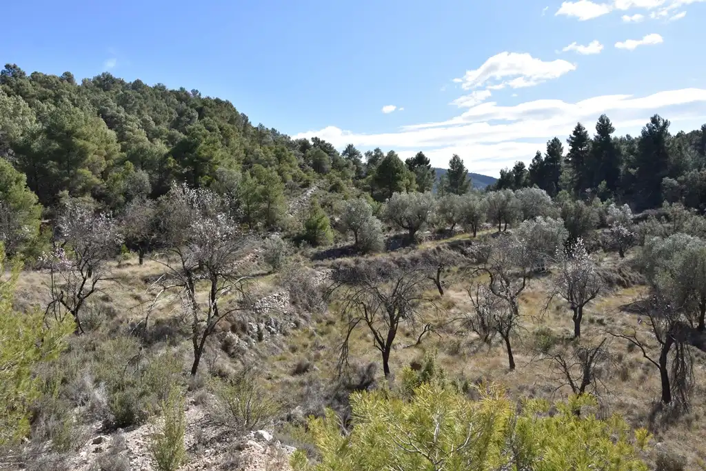 Land for sale in Fuentespalda
