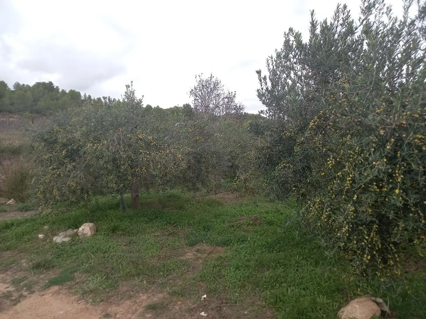 Rural land for sale in El Pinell de Brai, imagen 6