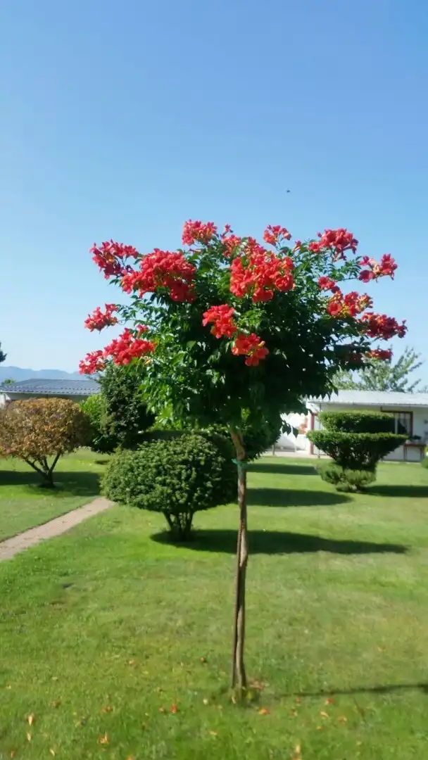 Jardín de Finca rústica en venta en Cabañas Raras con Calefacción, Terraza y Piscina