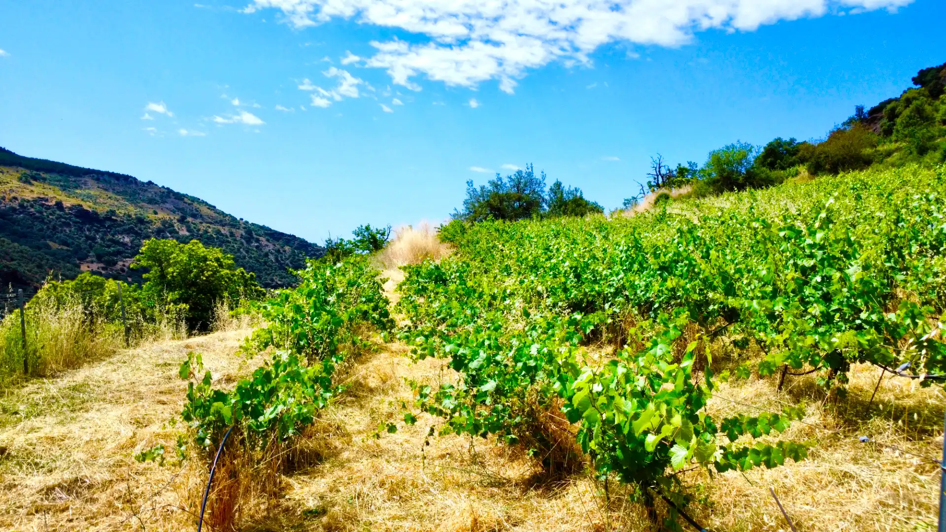 Terreni e lotti in vendita a Alpujarra de la Sierra