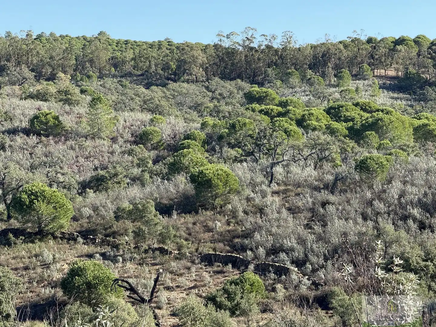 Finca rústica en venta en Berrocal