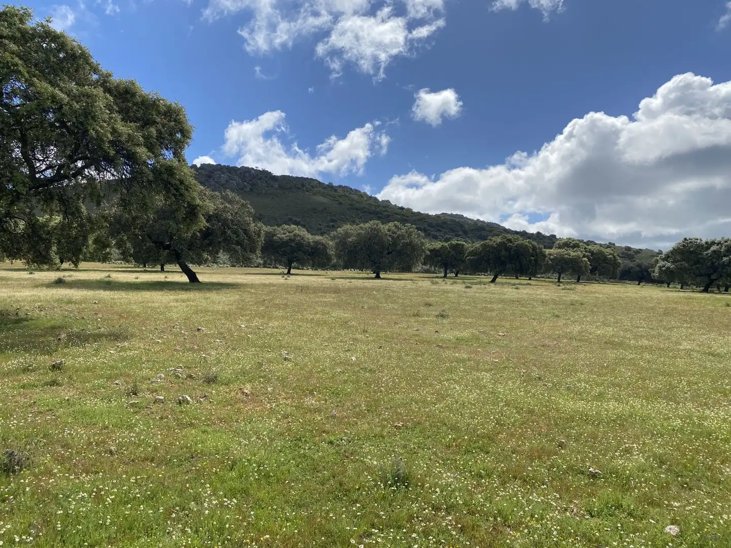 Terreno en venta en Deleitosa