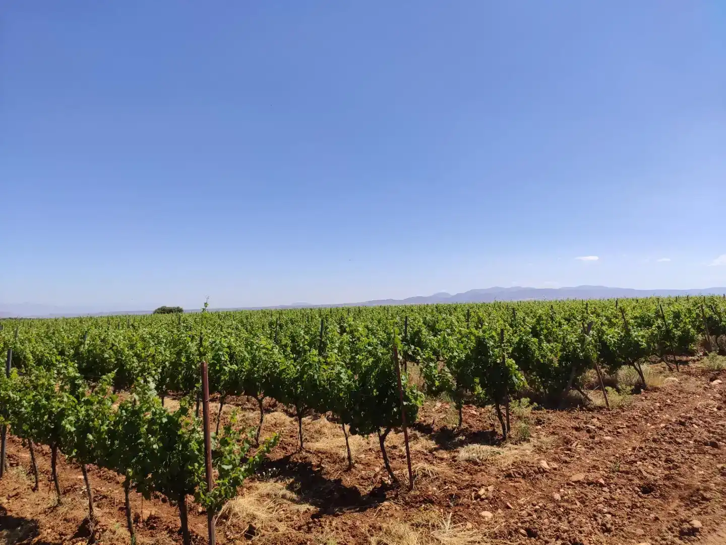 Terreno en venta en Cortes y Graena