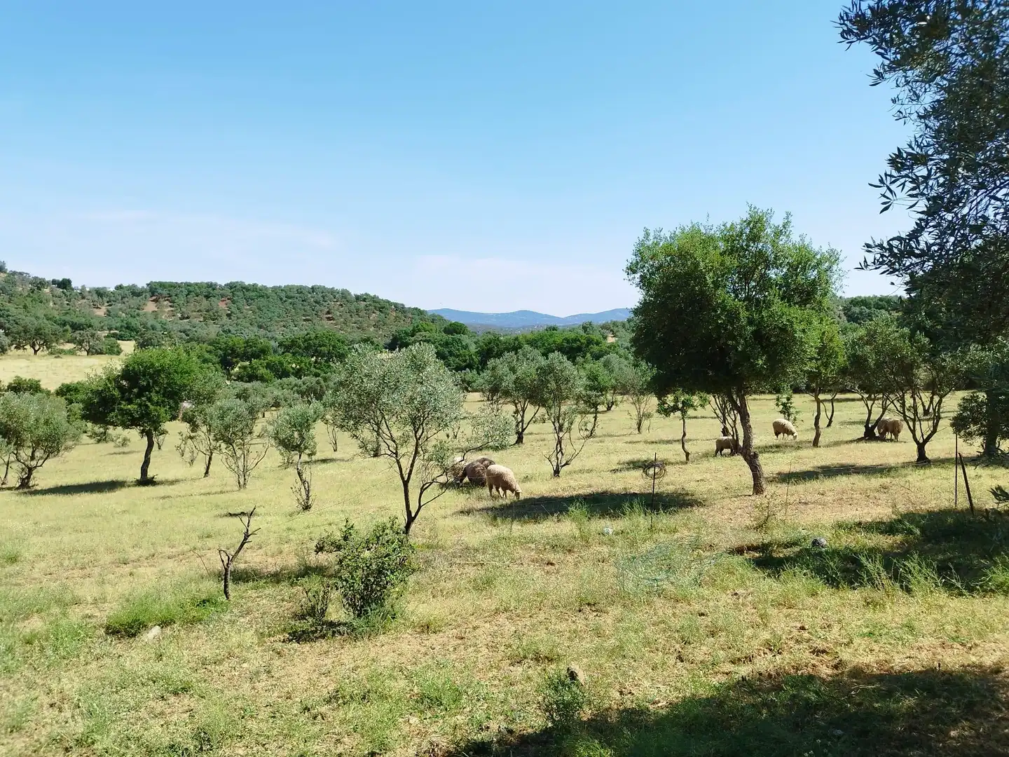 Finca rústica en venda en Almadén de la Plata amb Jardí privat