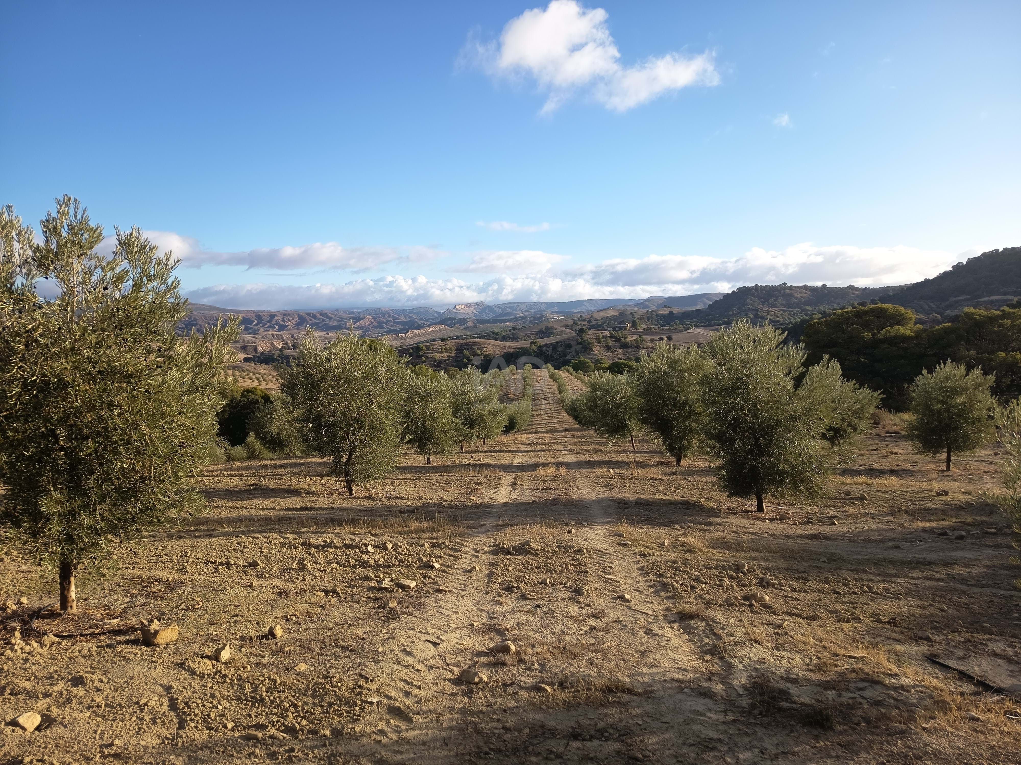 Grundstücke zum verkauf in Alamedilla