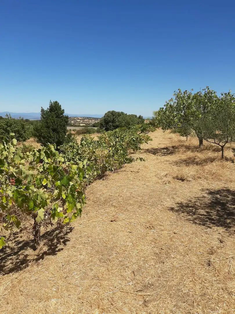 Finca rústica en venta en Jerte