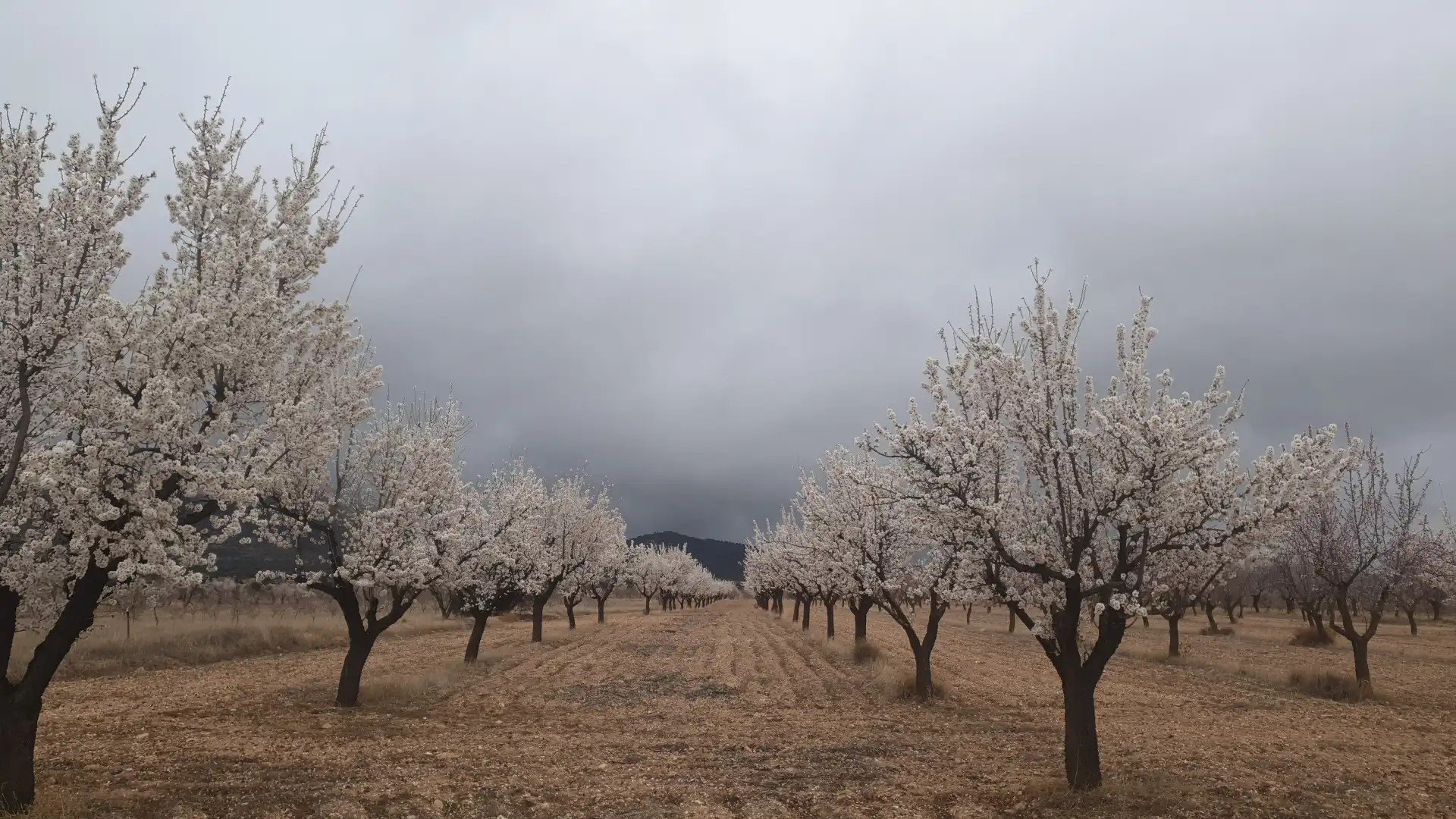 Terreni e lotti in vendita a Guadix