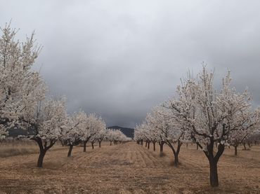 Terreno rustico in vendita a Guadix