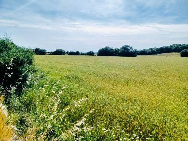 Land for sale in Manacor