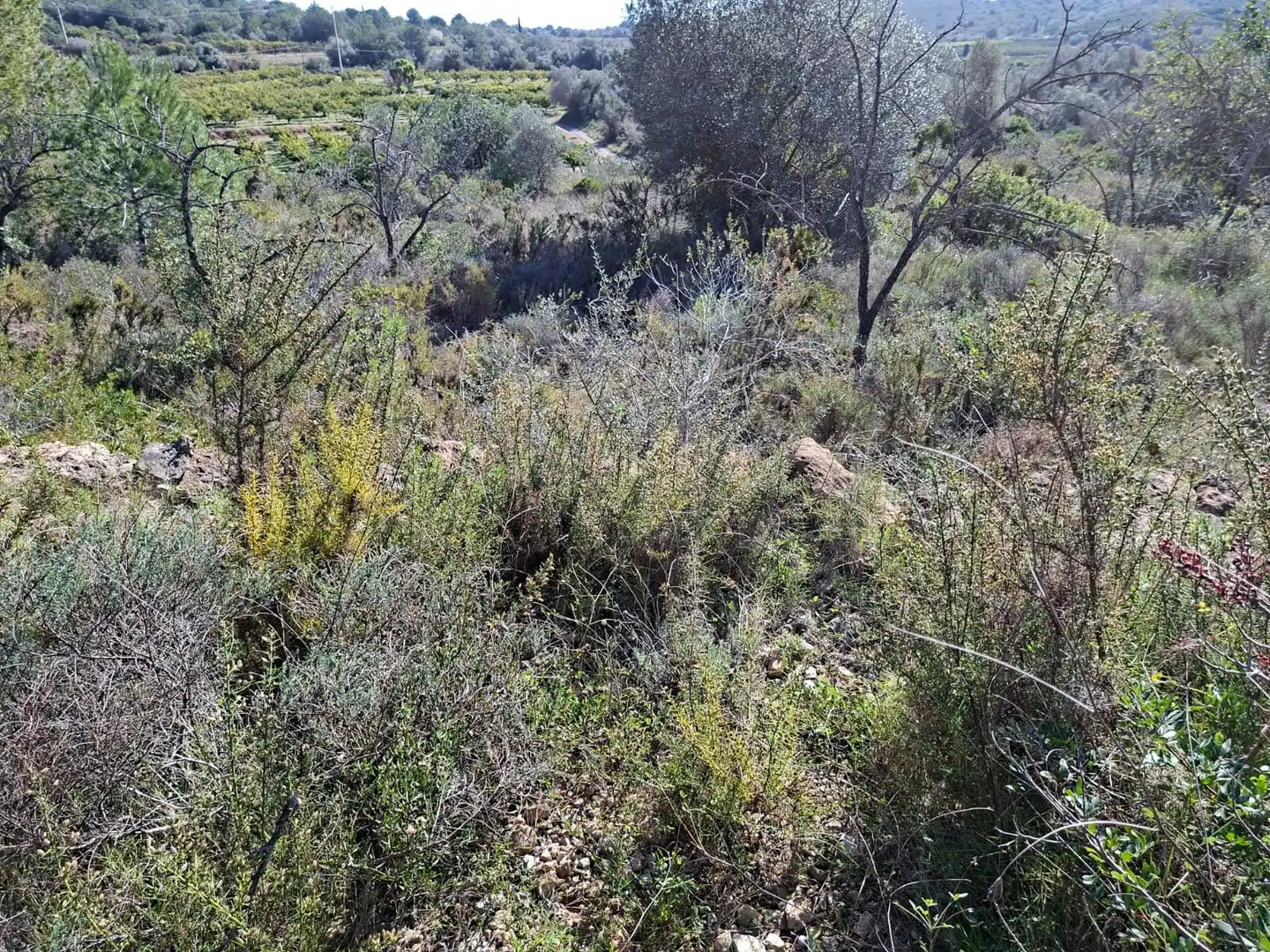 Terreny rústic en venda a Ulldecona, imagen 14