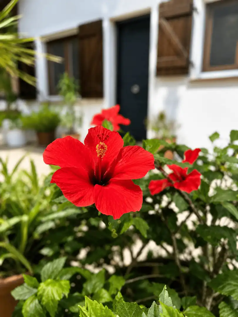 Jardín de Casa o chalet en venta en Sant Cebrià de Vallalta con Aire acondicionado, Calefacción y Jardín privado