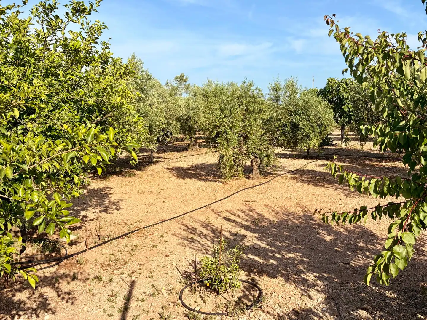 Finca rústica en venda en Mont-roig del Camp amb Calefacció i Jardí privat