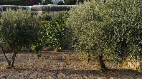 VENTA DE FINCA DE OLIVOS DE 1500M TOTALMENTE VALLADA EN SAN ROQUE BERJA.
